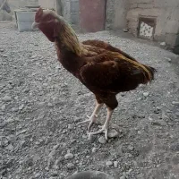 مرغ|پرنده|ایرانشهر, |دیوار