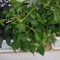 گل طبیعی|گل و گیاه طبیعی|تخت سلیمان, |دیوار