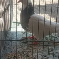 ماده الماسی جوان