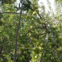 سیب درختی زرد فریمان پر آب وشیرین  در باغ