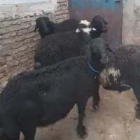 قوچ|حیوانات مزرعه|نیر (اردبیل), |دیوار