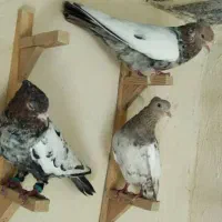 کبوتر|پرنده|شیراز, ارم|دیوار