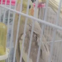 سه جوجه عروس|پرنده|مشهد, بلال|دیوار