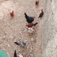 تعدادی مرغ و جوجه