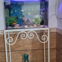 آکواریوم همراه با ماهی و کلیه تجهیزات