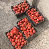 گوجه گلخانه ای