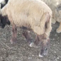 گوسفند و بز