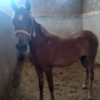 اسب عرب پدر آرسام