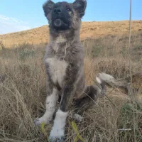 توله ۵ ماهه کمیاب از نژاد تخماق|سگ|مشگین شهر, |دیوار