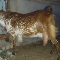 بز دورگ پاکستانی دوقلو زا