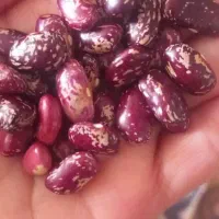 برنج و خرده برنج و حبوبات|خوردنی و آشامیدنی|شیراز, ماه فیروزان|دیوار