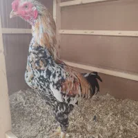 خروس لاری 11ماه رنگ طلایی