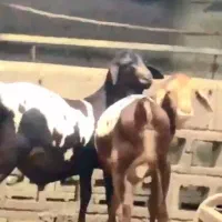 گوسفند و ثلال|حیوانات مزرعه|هندیجان, |دیوار