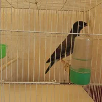 مینا سخنگو|پرنده|گلبهار, شهر جدید گلبهار|دیوار