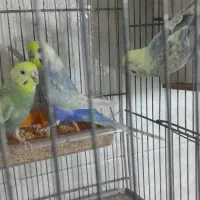 مرغ عشق رینبو|پرنده|ملارد, |دیوار