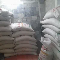 برنج کشت پاکستان ۱۵۰