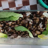 فروش حلزون قیمت توافقی همه سایز موجود است