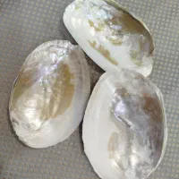 صدف خیلج فارس