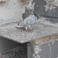 کبوتر دم سفید