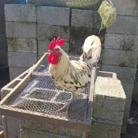 دو عدد خروس