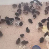 جوجه دورگه گلپایگان گلین