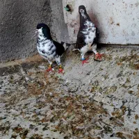 کبوتر جفت شهری گلدار سیاه و قهوه ای