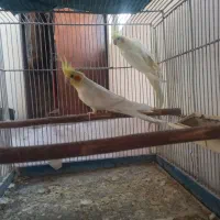 یک جفت عروس هلندی جوجه۳ماهه