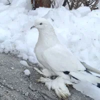 کبوتر|پرنده|تبریز, |دیوار