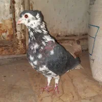 کفتر ساده افشون کاکلی زرد و زاغ دمسفید پشت