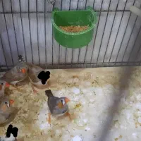 فنچ|پرنده|مشهد, کوثر|دیوار