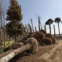 خریددرخت باریشه درخت چنار|خدمات باغبانی و درختکاری|شهریار, شهرک شاهد|دیوار