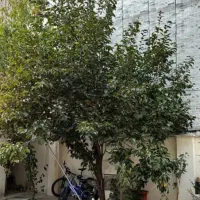 اجاره آپارتمان (ابوذر)|اجارهٔ آپارتمان|یاسوج, |دیوار