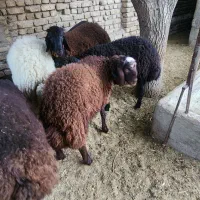 بره نر