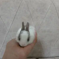 6 بچه خرگوش و 2 بالق نر و ماده|موش و خرگوش|آوج, |دیوار