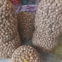 فروش گردو خشک تازه امسالی