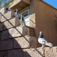 شق شقی شقشقی