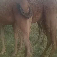 فروش شتر