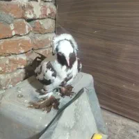ککیلی کبوتر قرمزی بنشان بالا