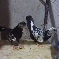 کبوتر سرخ و زرد ،سار ،سوسکی|پرنده|بیرجند, |دیوار