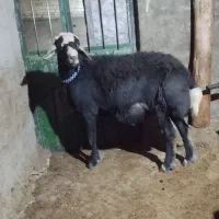 قوچ قرع چال