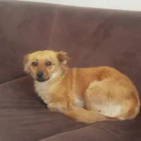 واگذاری سگ نژاد اشپیتز و پامر روباهی