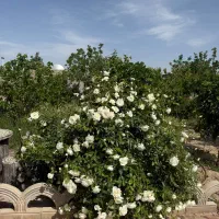 تور یک روزه مفرح