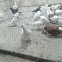 کبوتر|پرنده|دورود, |دیوار