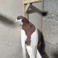 خال سرخ شیرازی