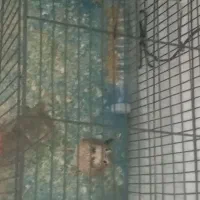 پرنده|پرنده|کرمان, |دیوار