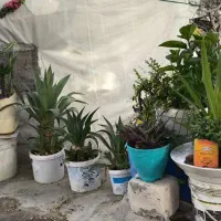 حـراج انواع گل و گیاه|گل و گیاه طبیعی|کیش, |دیوار