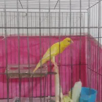 قناری نررسمی بلند