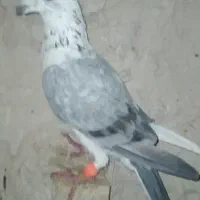 کفتر ساده و بزک