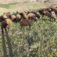 فروش میش آبستن|حیوانات مزرعه|طالقان, |دیوار