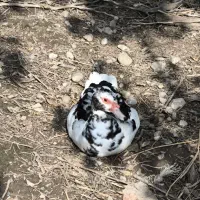 اردک اسرائیلی|حیوانات مزرعه|گرگان, |دیوار